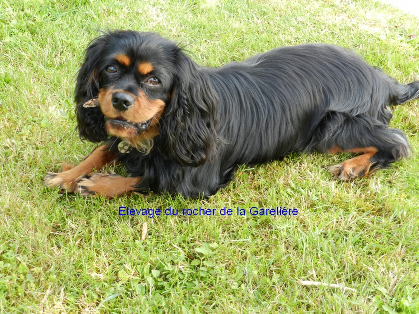 Cavalier King Charles : Idor du rocher de la Garelire